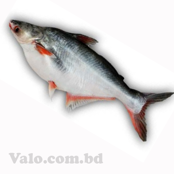 PADMA- PANGAS FISH 8KG (Net Weight ± 500 gm)  Per kg 1300