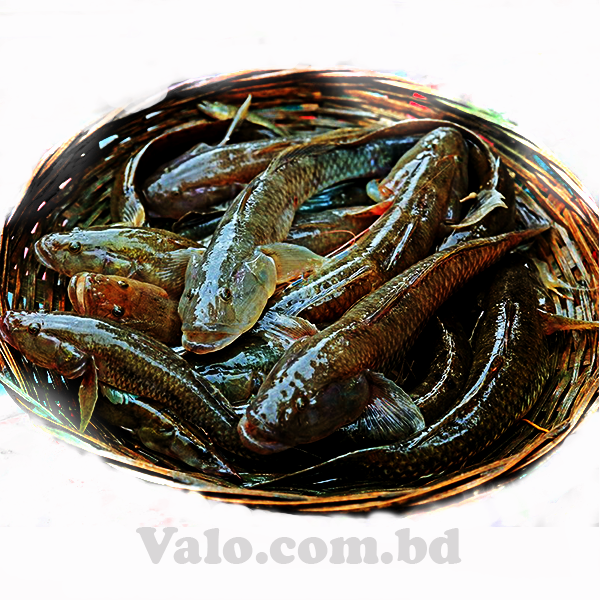 PADMA BAILA FISH (10 pieces 1kg)