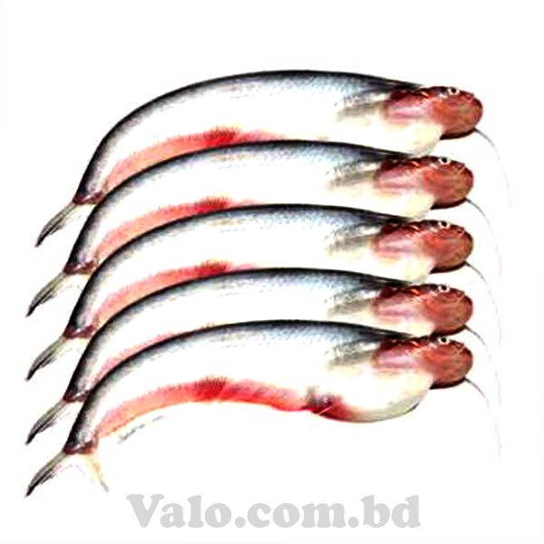 PADMA PABDA FISH (8-12 pieces- 1kg)