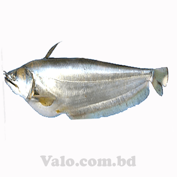 PADMA BOAL FISH-6KG( Per Kg 1500)