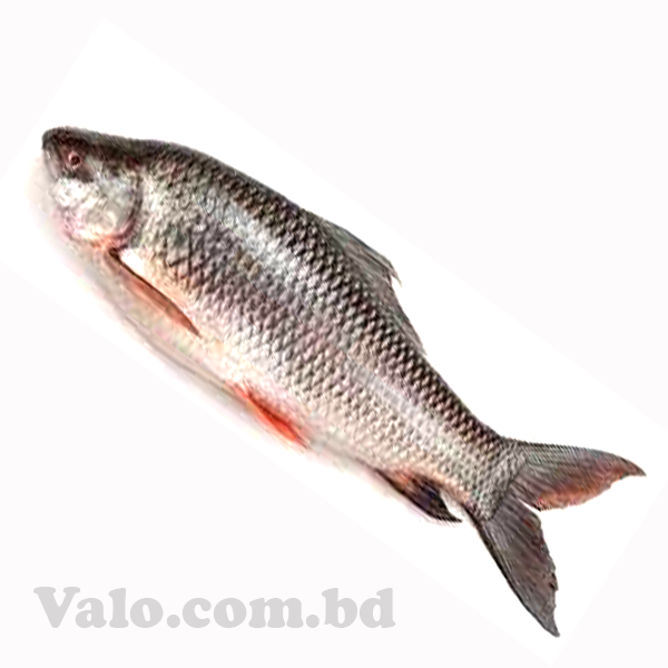 PADMA RUI FISH- 4KG (Net Weight ± 500 gm) Per kg 1300